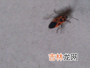 蛋白虫怎么彻底消灭,鱼缸蛋白虫怎么清除,快速消除蛋白虫的方法