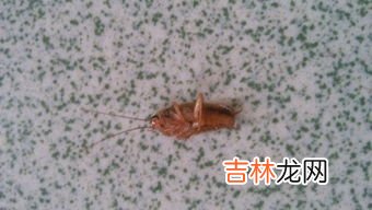 蛋白虫怎么彻底消灭,鱼缸蛋白虫怎么清除,快速消除蛋白虫的方法