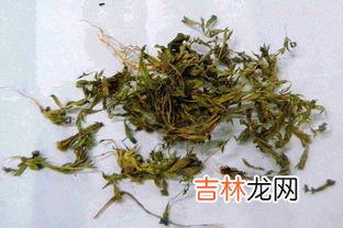 紫花地丁挖回来怎么办,紫花地丁紫花风铃哪个好