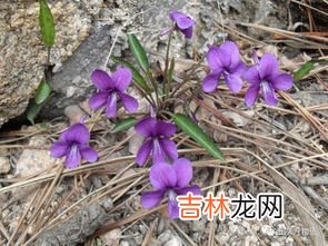 紫花地丁挖回来怎么办,紫花地丁紫花风铃哪个好