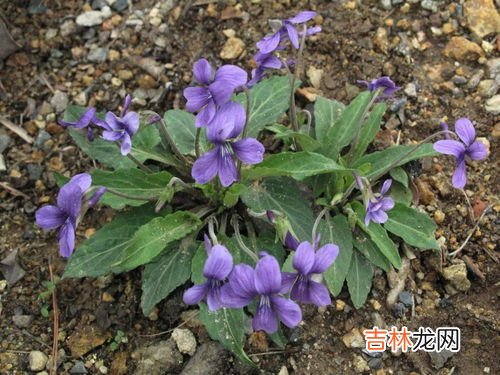 紫花地丁挖回来怎么办,紫花地丁紫花风铃哪个好