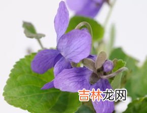 紫花地丁挖回来怎么办,紫花地丁紫花风铃哪个好