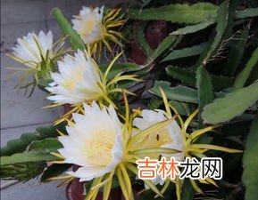 霸王花是什么花,霸王花是什么花