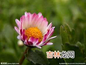 霸王花是什么花,霸王花是什么花