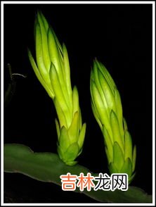 霸王花是什么花,霸王花是什么花