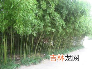 竹子为什么长得快,为什么竹子长得特别快?