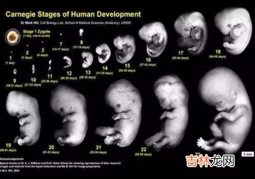 腭部是哪里,白鳍豚是中国哪里特有的?