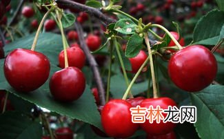 车厘子有5j的吗,车厘子4j和5j的区别是什么?