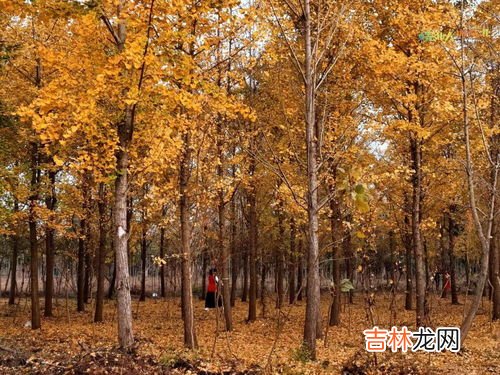 白果树和银杏树一样吗,白果树是什么树