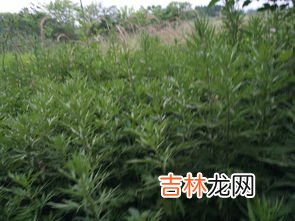 艾蒿和豚草的区别是什么,豚草跟艾草是同一种植物吗