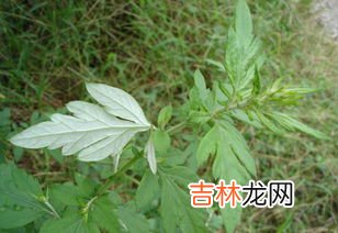 艾蒿和豚草的区别是什么,豚草跟艾草是同一种植物吗