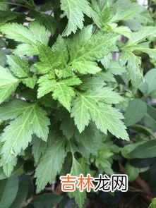 艾蒿和豚草的区别是什么,豚草跟艾草是同一种植物吗