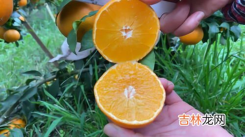 橙子的季节,橙子是什么季节的水果