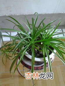 吊兰叶子发白不绿怎么处理,为什么吊兰的叶子会变白?