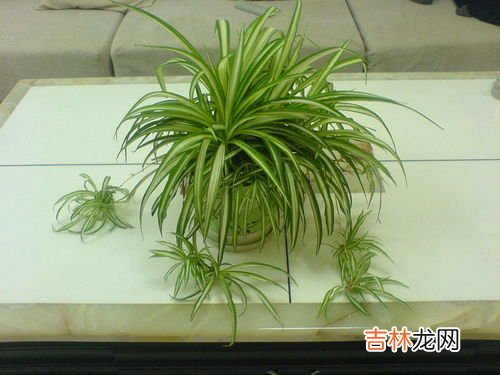 吊兰叶子发白不绿怎么处理,为什么吊兰的叶子会变白?
