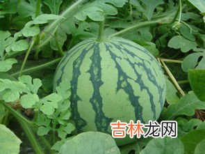 自己酿西瓜酒的方法,西瓜可以酿酒吗?酿酒的具体方法是什么呢?