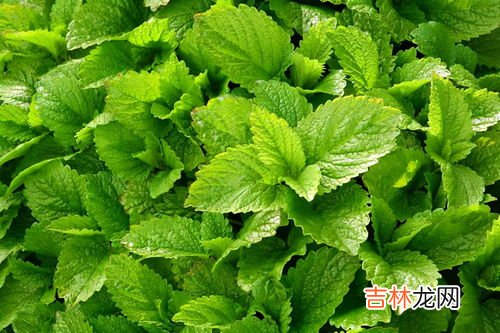 薄荷习性,薄荷的生活习惯是什么？