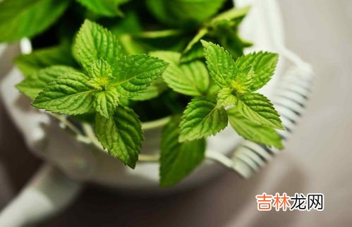 薄荷习性,薄荷的生活习惯是什么？