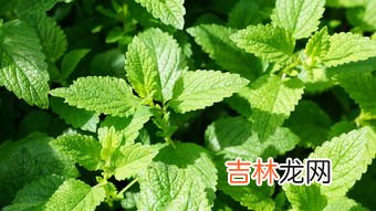 薄荷习性,薄荷的生活习惯是什么？