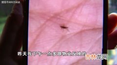 跳蚤喜欢咬的8类人,什么样的体质吸引跳蚤？