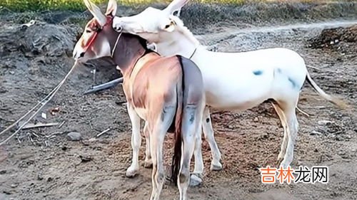 马是什么,马是什么动物