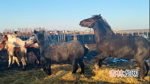 马是什么,马是什么动物