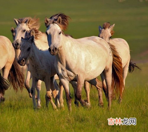 马是什么,马是什么动物