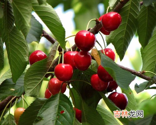 冬天车厘子如何保存,车厘子怎么贮藏