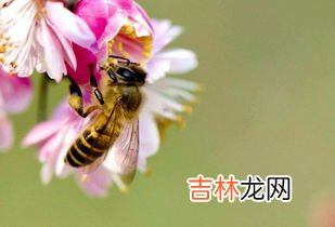 蜜蜂跟什么食物不能搭配,蜂蜜与什么食物相克