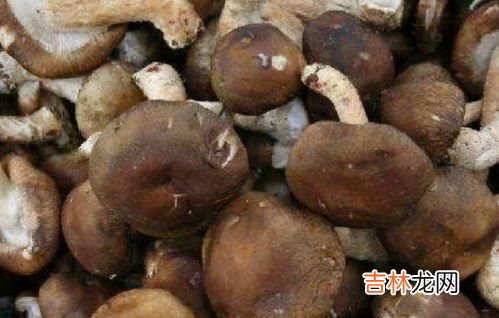 香菇生吃有毒吗,生吃香菇有毒吗