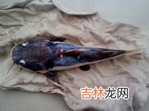 鱼死了没开膛怎么保存,没杀的死鱼暂时怎么保存