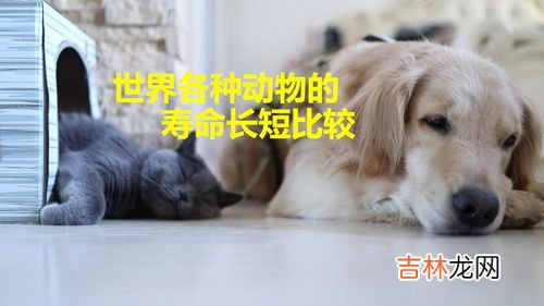 猪的寿命多长,猪的寿命最长多少年