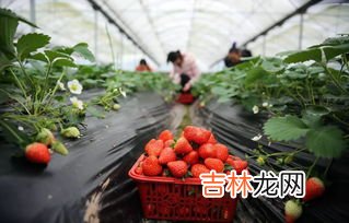 艾草叶什么时候采摘最好,艾叶是什么时间采摘最好