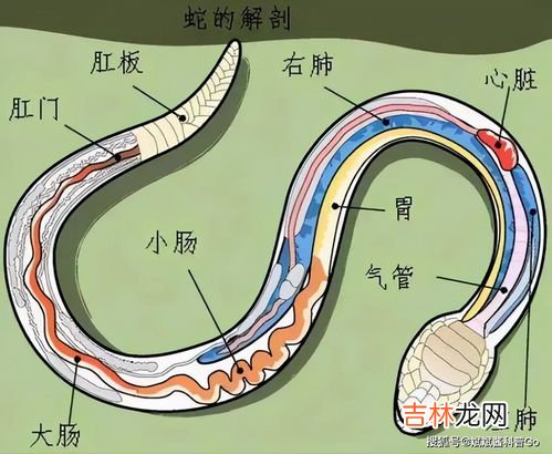 打蛇打七寸的七寸是指,打蛇打七寸的七寸是指哪个部位