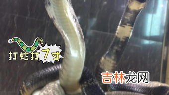 打蛇打七寸的七寸是指,打蛇打七寸的七寸是指哪个部位