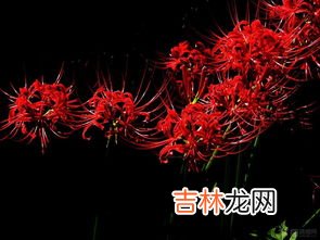 曼珠沙华和彼岸花有什么区别,彼岸花与曼珠沙华的区别