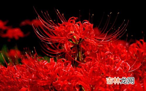 曼珠沙华和彼岸花有什么区别,彼岸花与曼珠沙华的区别