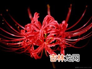 曼珠沙华和彼岸花有什么区别,彼岸花与曼珠沙华的区别