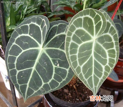 有那种办法让鲜花放得更久,怎样让鲜花保持的更长久