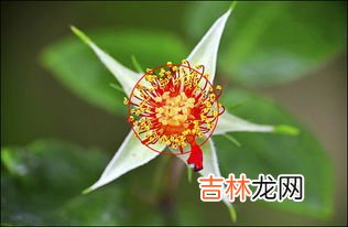 有那种办法让鲜花放得更久,怎样让鲜花保持的更长久