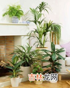 有那种办法让鲜花放得更久,怎样让鲜花保持的更长久