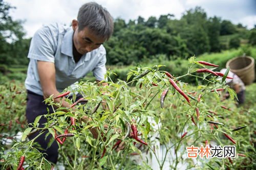 海花红辣椒和小米椒区别,市场里哪种红辣椒比较辣啊?做辣椒酱用的。