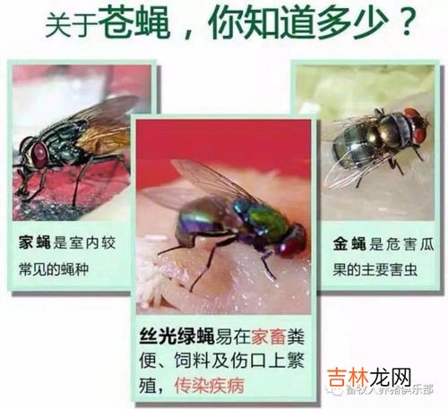 院子里的苍蝇蚊子怎么处理,如何高效消灭蚊子和苍蝇