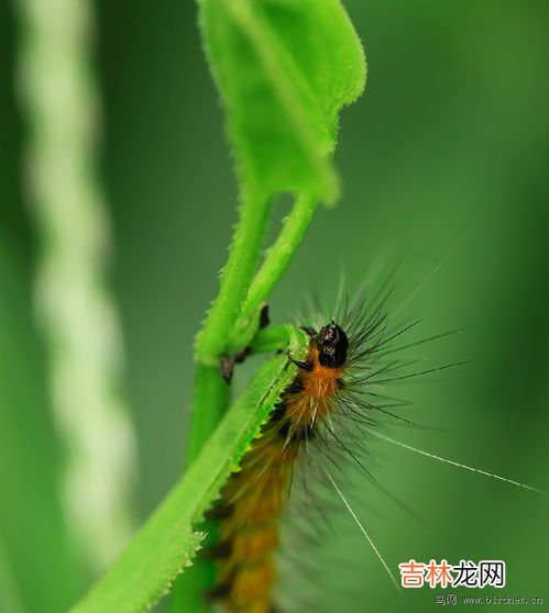 院子里的苍蝇蚊子怎么处理,如何高效消灭蚊子和苍蝇