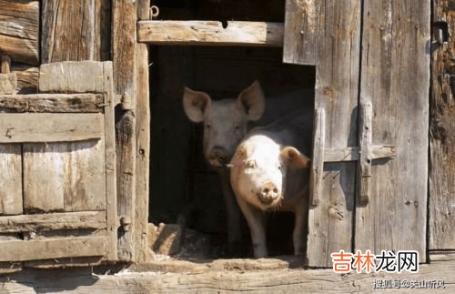 龙骨是指猪的哪个位置,猪尾龙骨是猪的哪个部位？