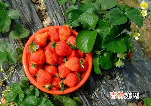 33个草莓寓意,33朵草莓花代表什么意思