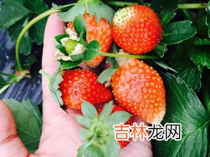 33个草莓寓意,33朵草莓花代表什么意思