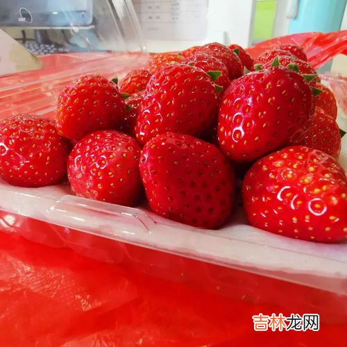 33个草莓寓意,33朵草莓花代表什么意思