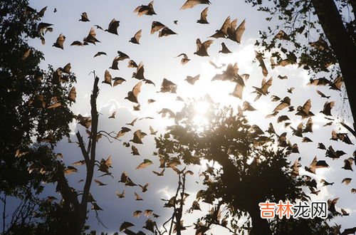 蝙蝠属于昆虫还是动物,蝙蝠是昆虫吗