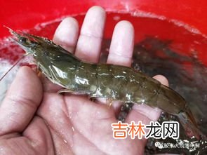 盐田大虾产地,盐田虾是哪里产的呢？